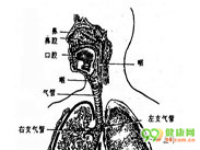 鼻旁窦支气管综合征