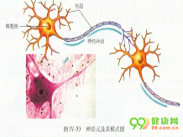 鼻神经胶质瘤